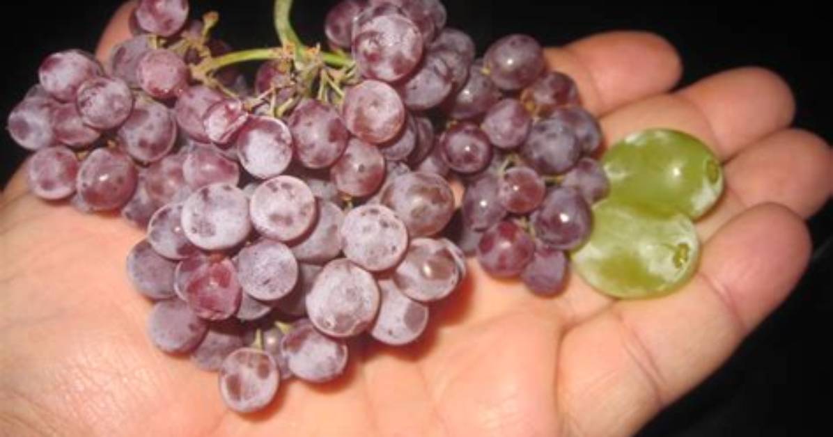 What Are Tiny Grapes Called