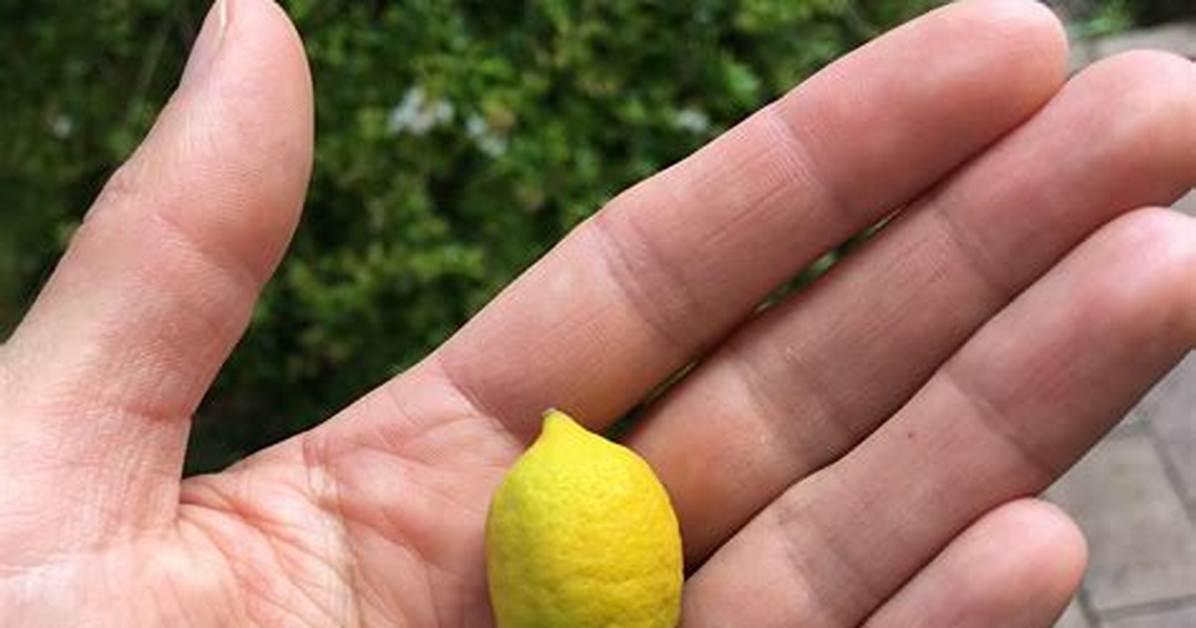 What Are Tiny Lemons Called