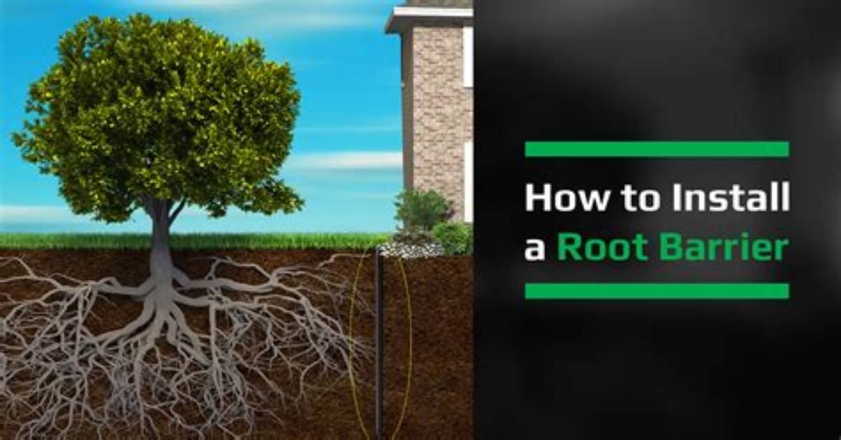 What Are Tree Root Barriers