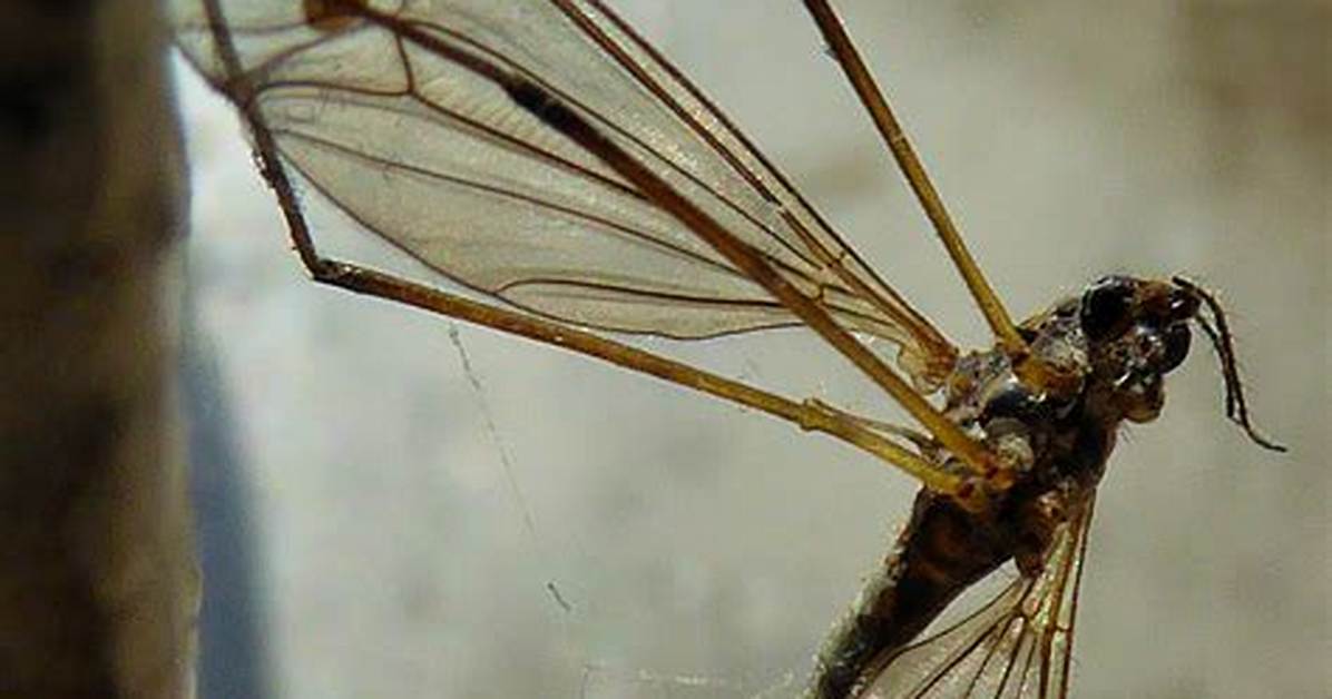 What Are Two-Winged Insects?