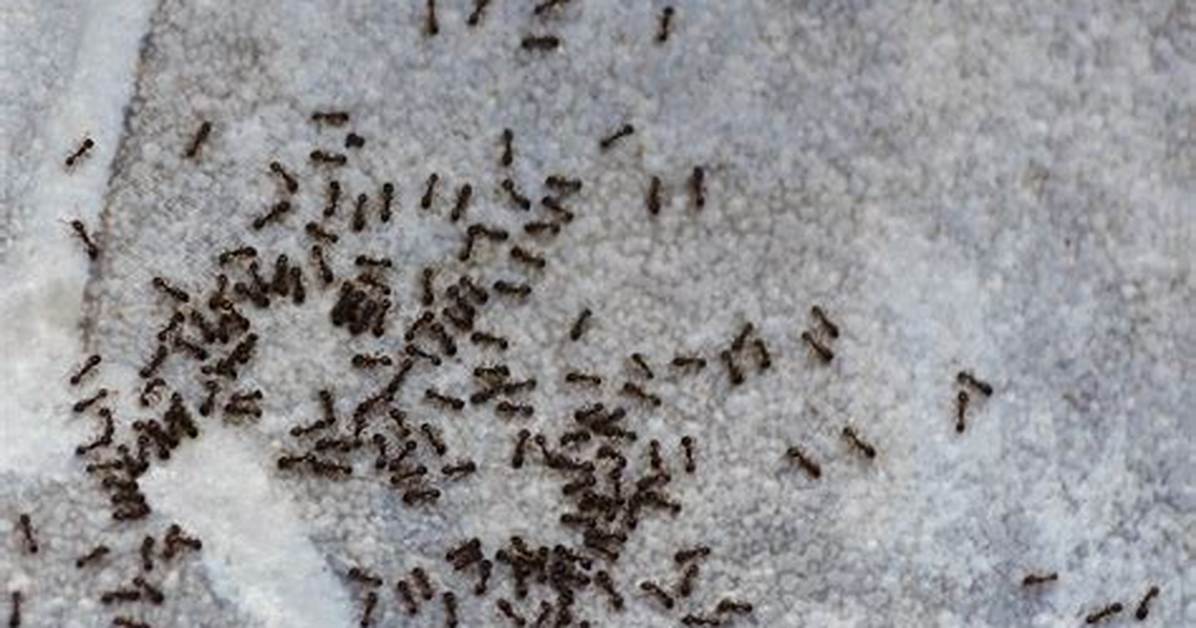 What Are Very Tiny Ants Called