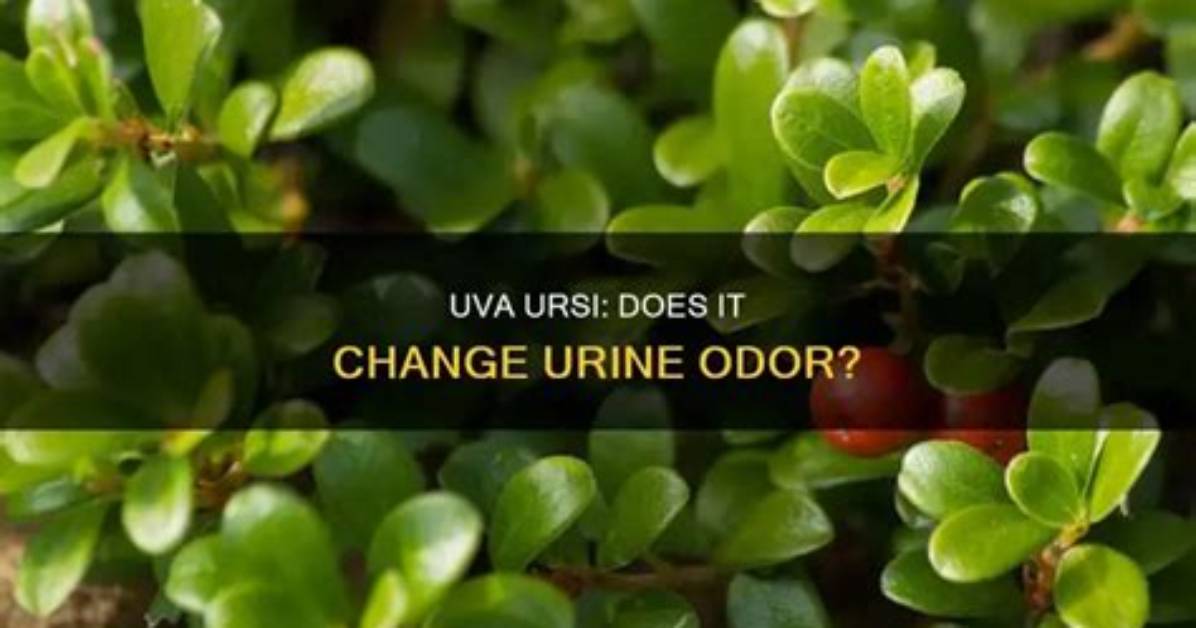 What Bacteria Does Uva Ursi Kill?