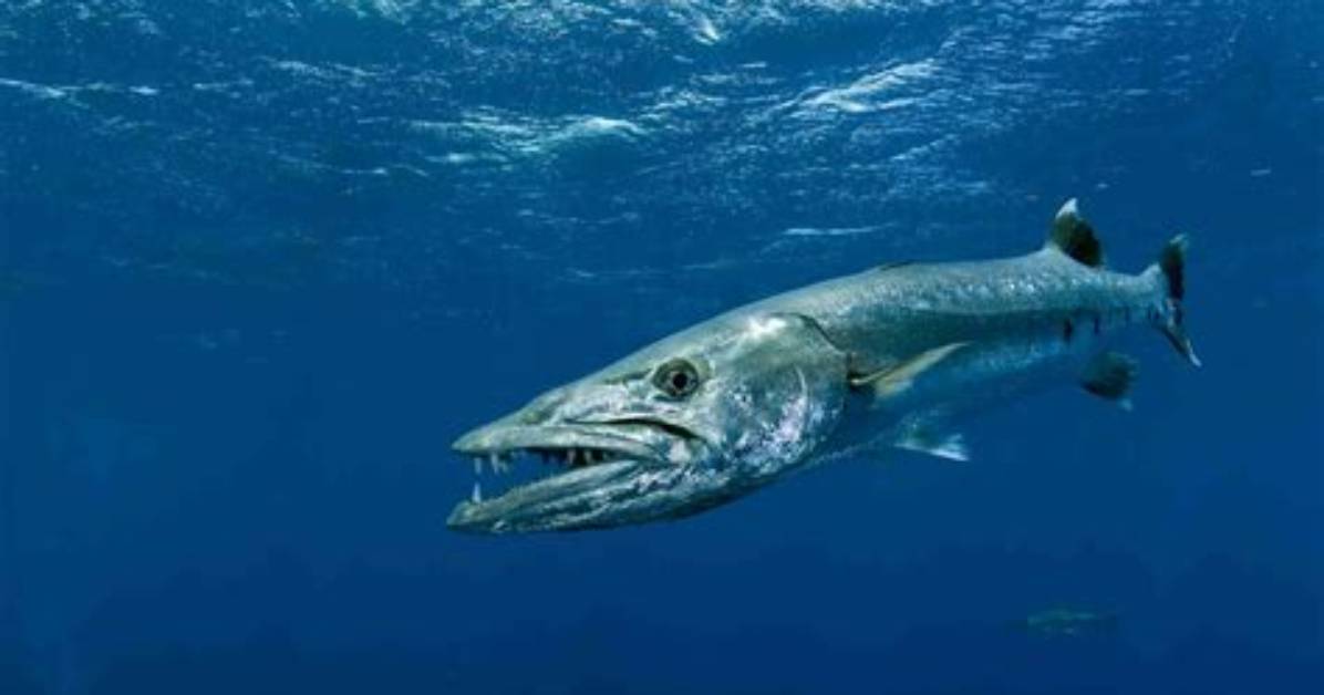 What Barracuda Can Do?