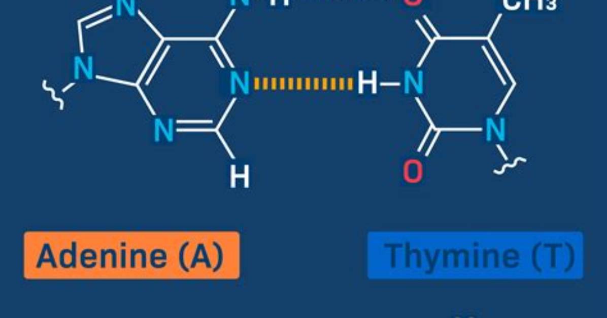 What Base in Dna Pairs with Adenine