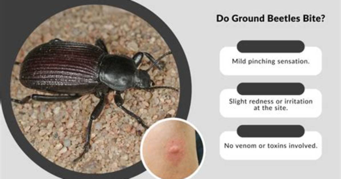 What Beetles Bite Humans