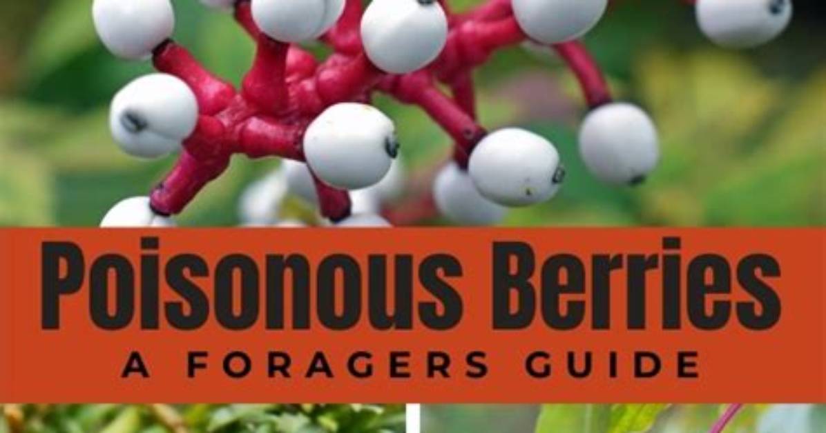 What Berries Can Kill You
