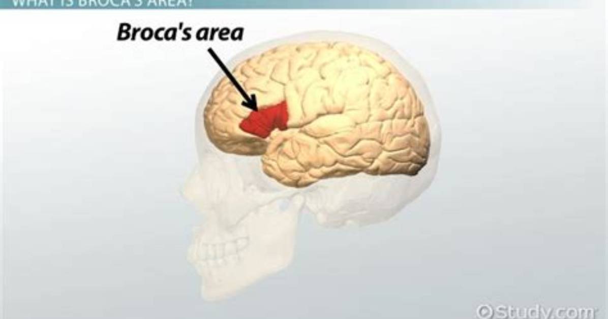 What Best Describes the Broca's Area?