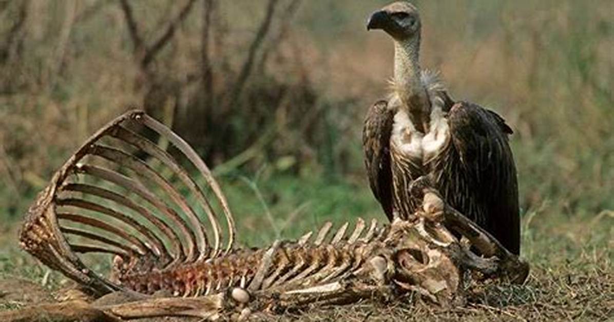 What Bird Eats Dead Animals