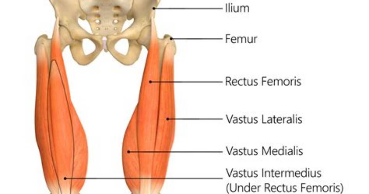 What Bone Does the Quadriceps Attach to?