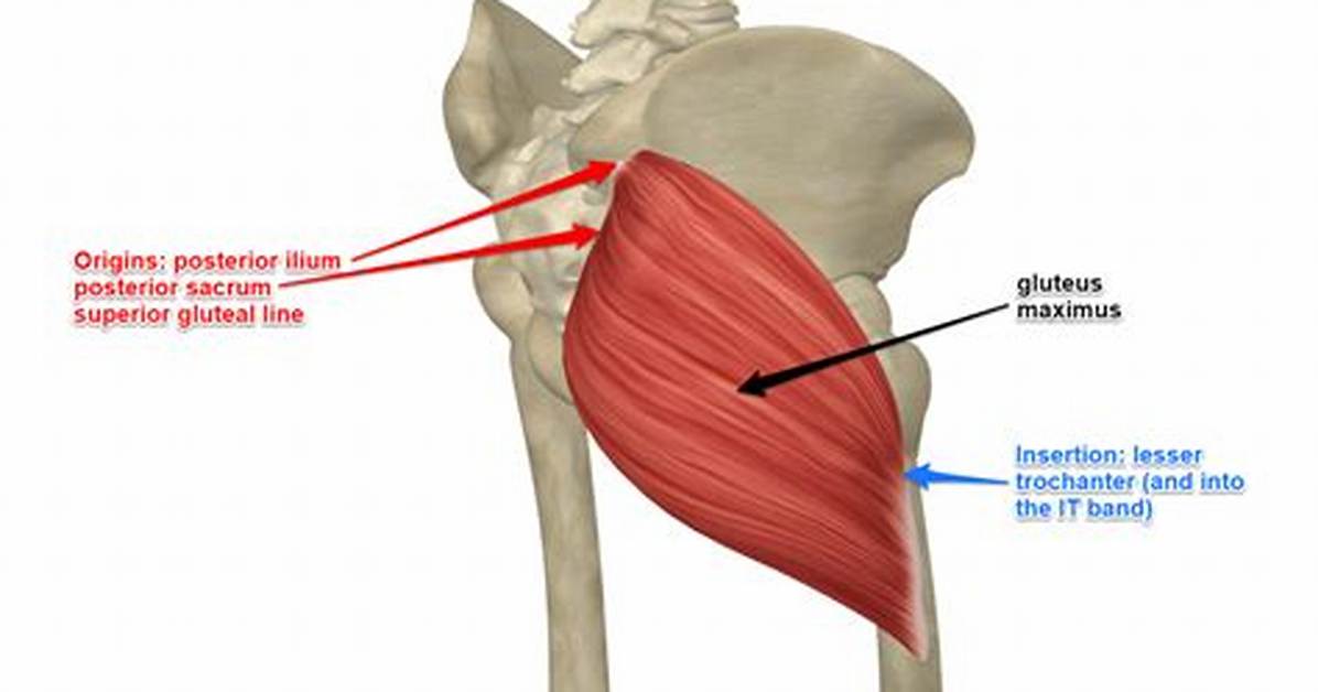 What Bone Feature Does Gluteus Maximus Insertion