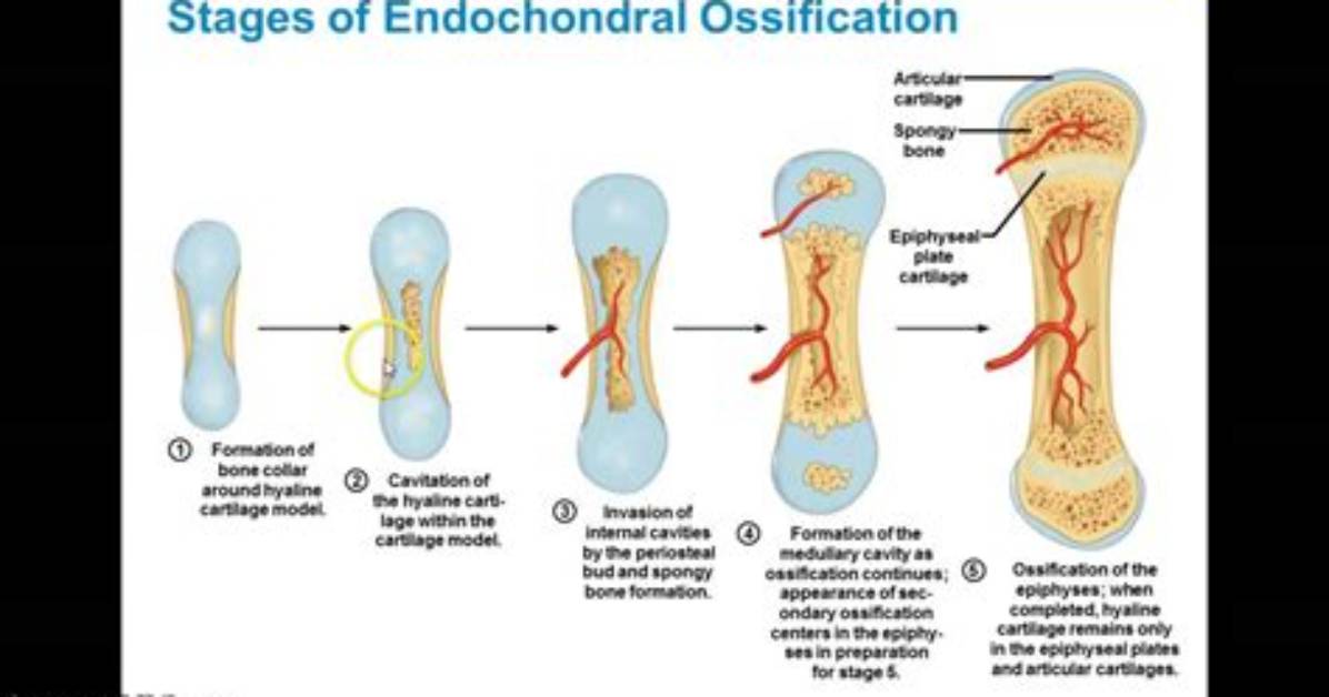 What Bones Are Formed Through Endochondral Ossification?