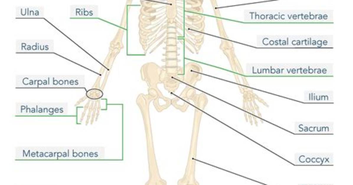What Bones Have a Crest