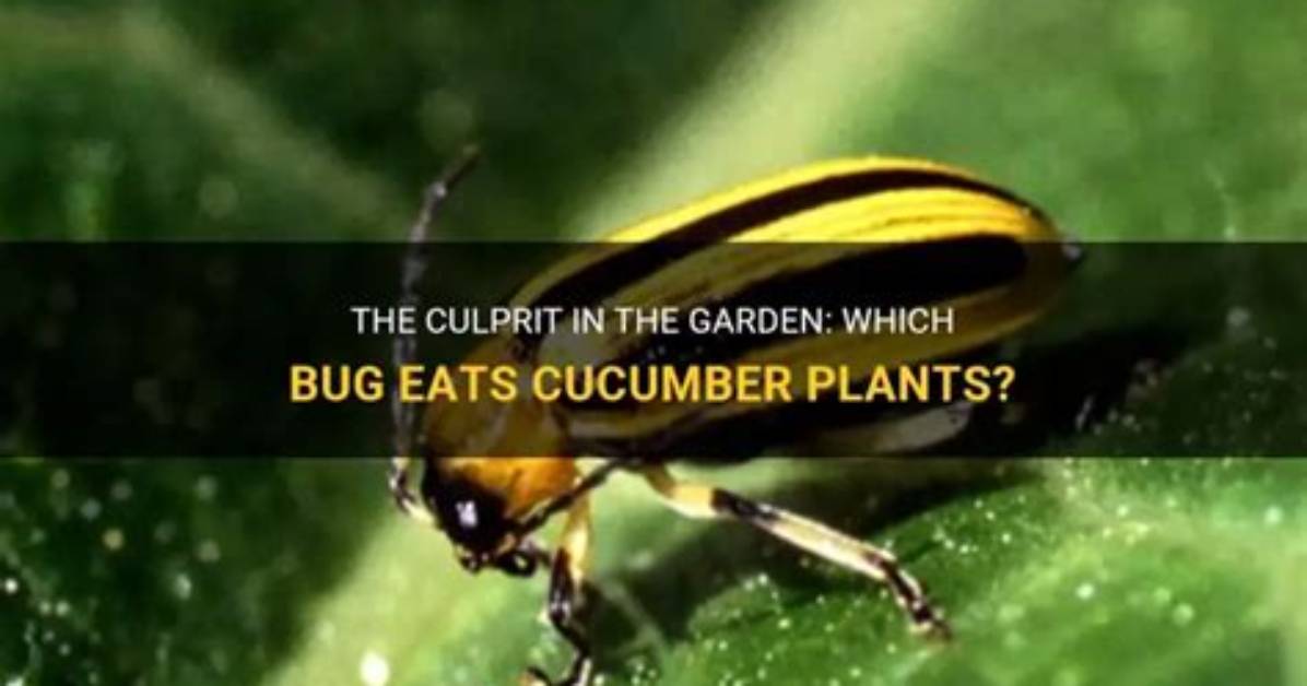 What Bug Eats Cucumber Leaves