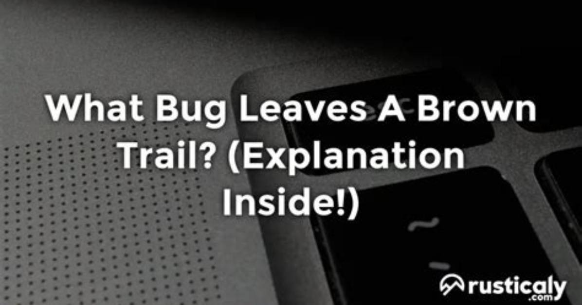 What Bug Leaves a Brown Trail