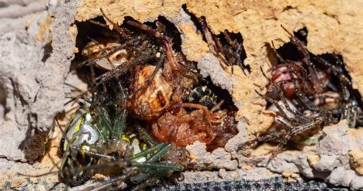What Bug Makes Mud Tunnels