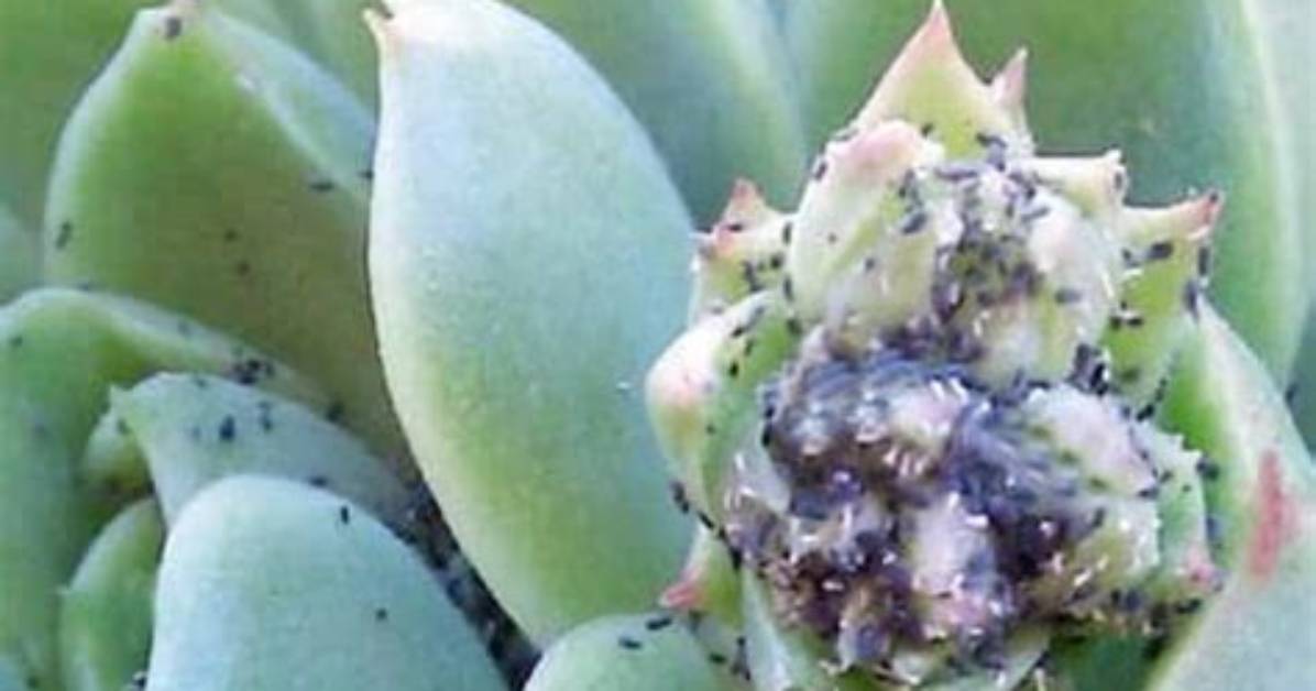 What Bugs Attack Succulents