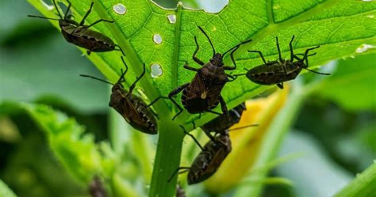 What Bugs Attack Zucchini