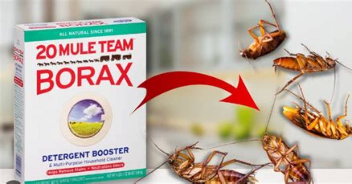 What Bugs Do Borax Kill