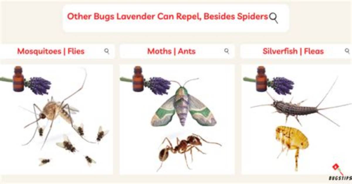 What Bugs Does Lavender Repel