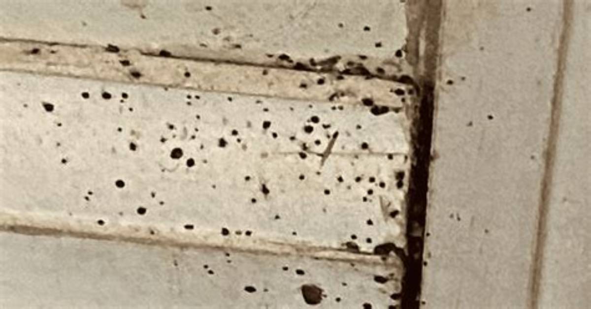 What Bugs Leave Wall Marks