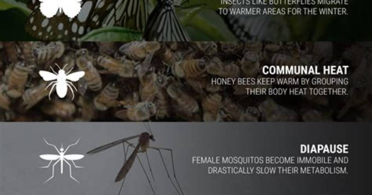 What Bugs Survive in Winter