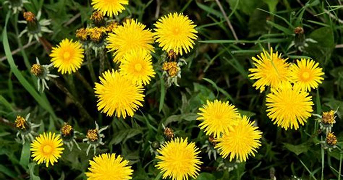 What Can Dandelion Cure