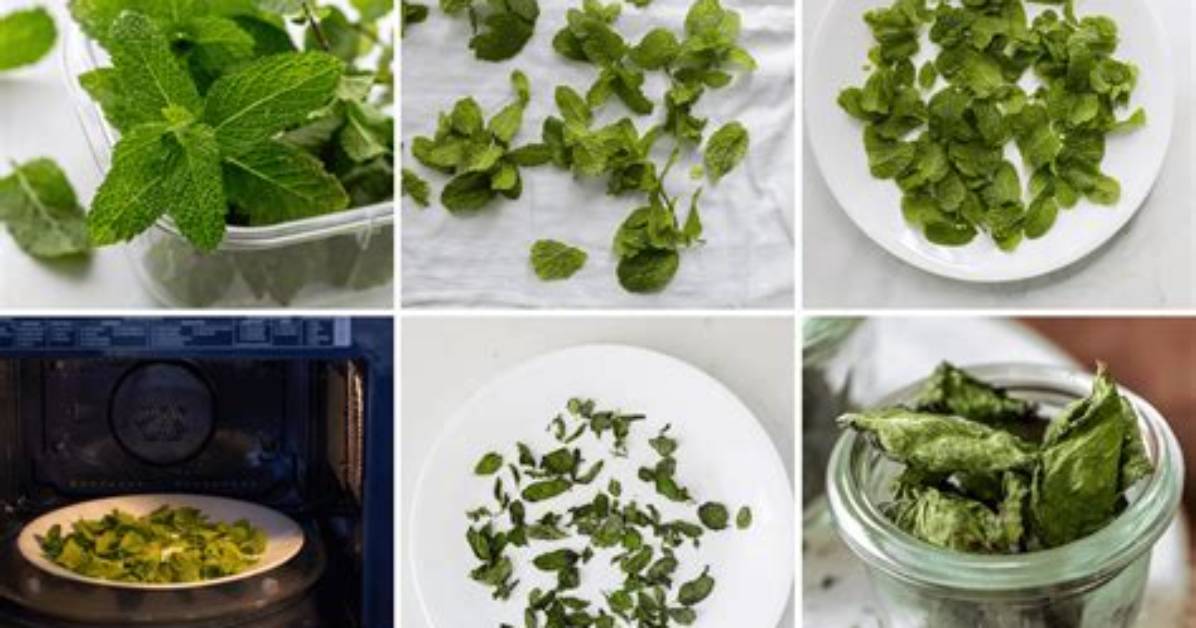What Can I Do with Dried Mint Leaves