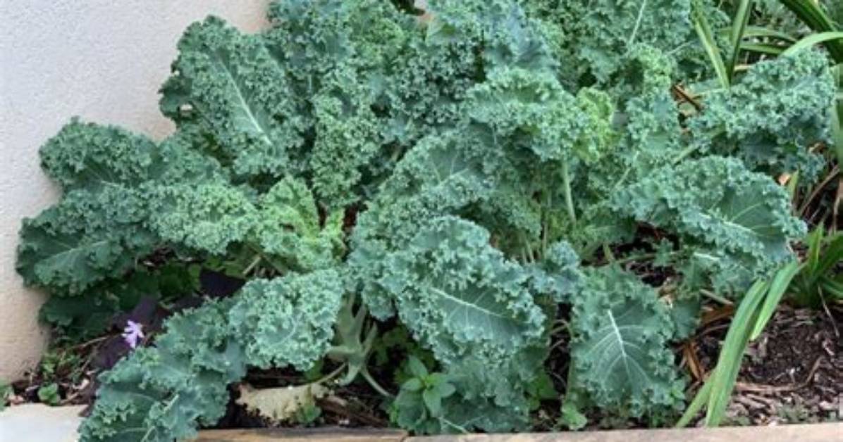 What Can I Do with Extra Kale?