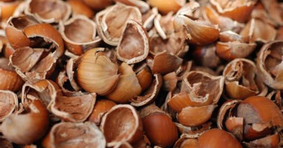 What Can I Do with Hazelnut Shells