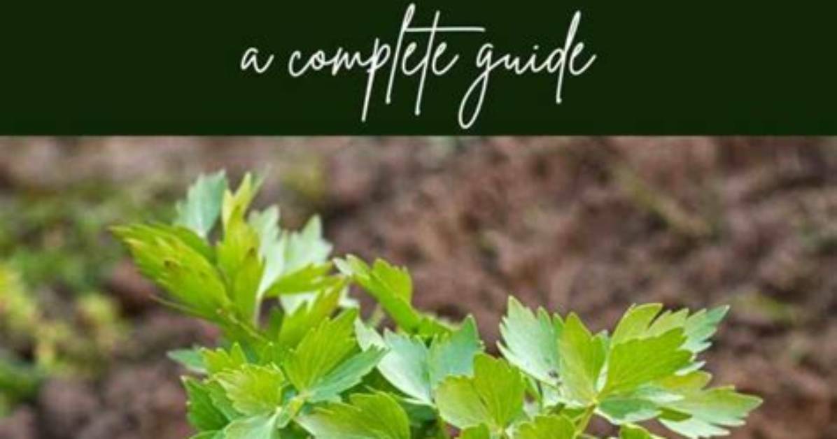 What Can I Do with Lovage