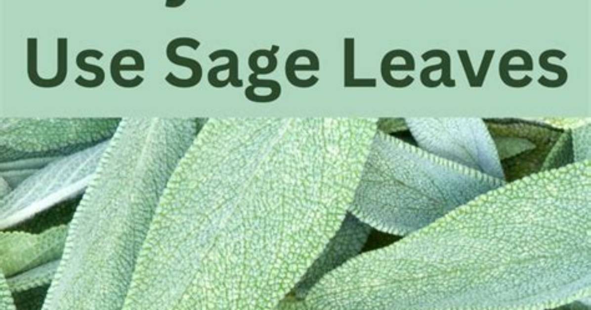 What Can I Do with Sage