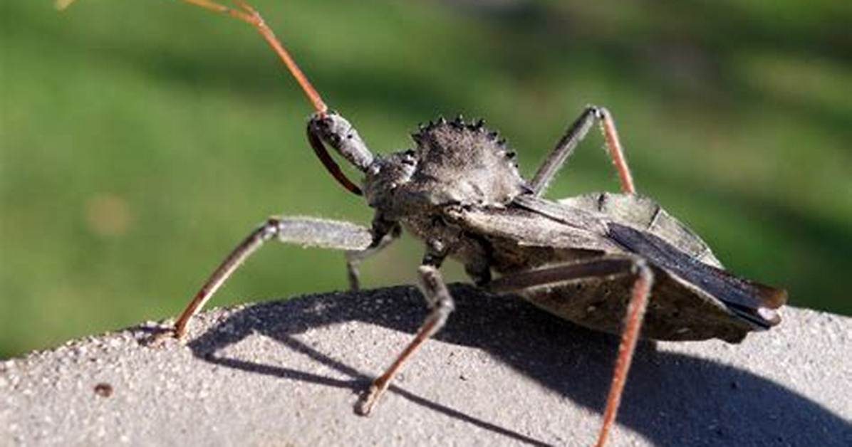 What Can I Feed Wheel Bugs