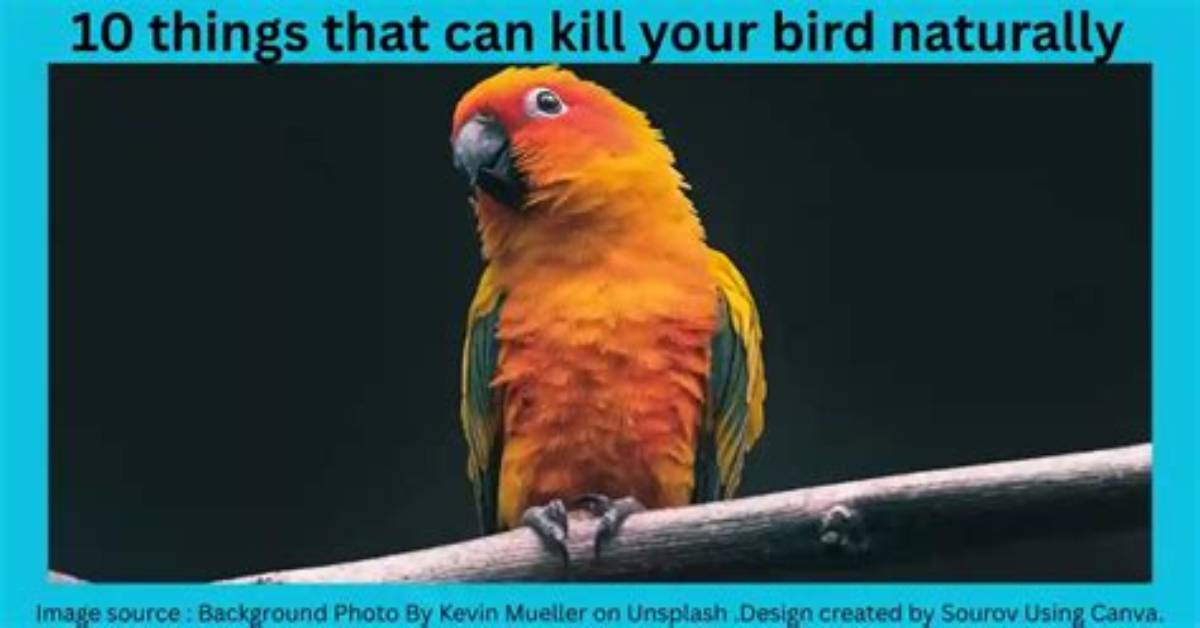 What Can Kill Birds? | Contextresponse. Com
