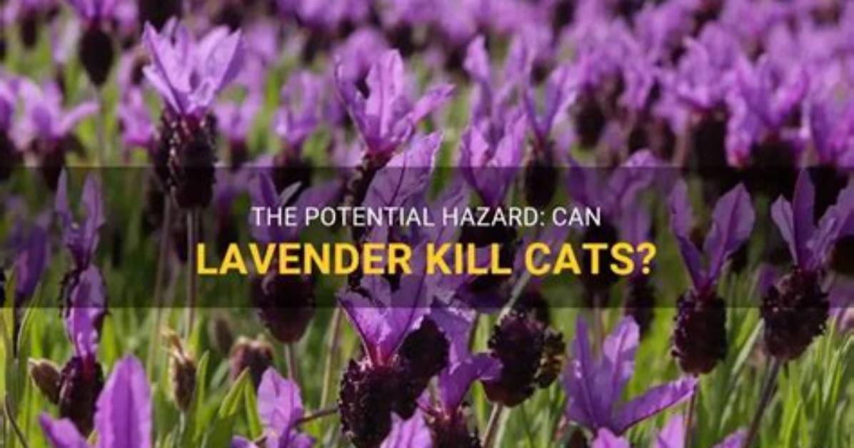 What Can Kill Lavender