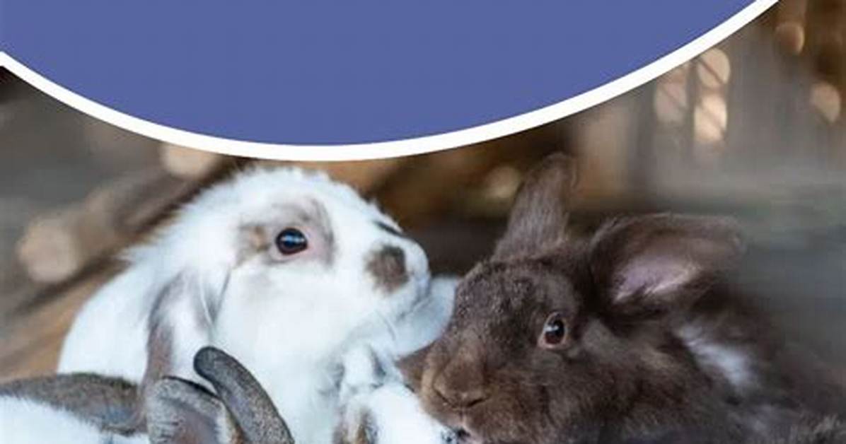What Can Rabbits Drink?