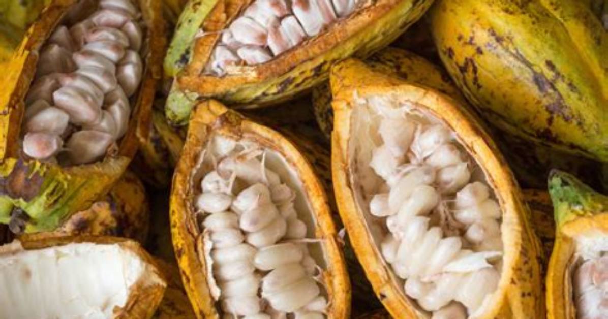 What Can You Do with Cocoa Beans in Minecraft