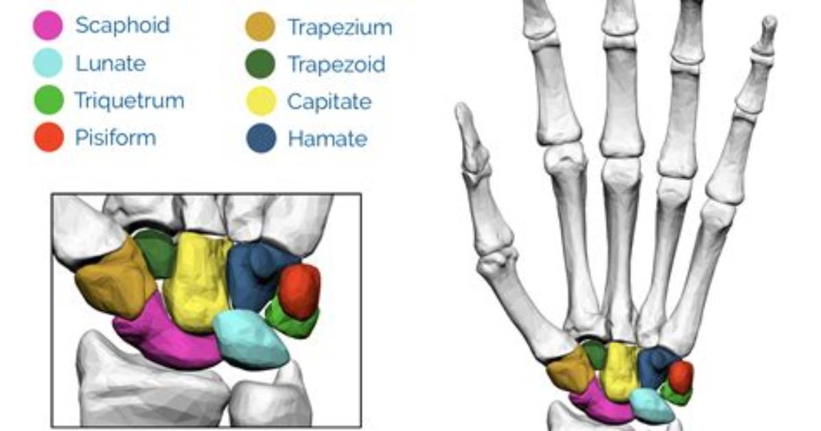 What Carpal Bones Does the Ulna Articulate With