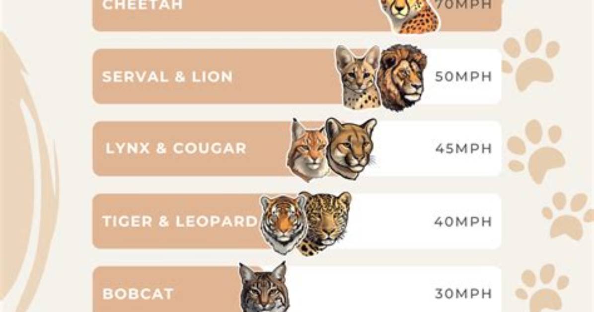 What Cat Can Run up to 70 Mph?