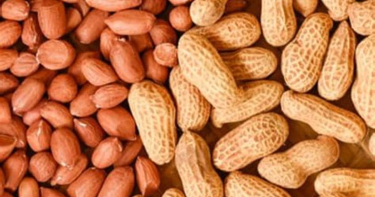 What Category Is a Peanut