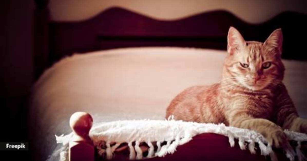 What Cats Do at 3 Am