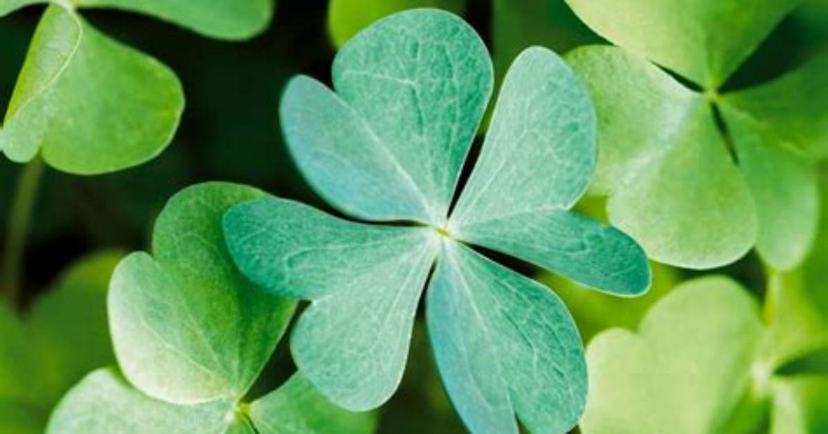 What Causes a 4 Leaf Clover