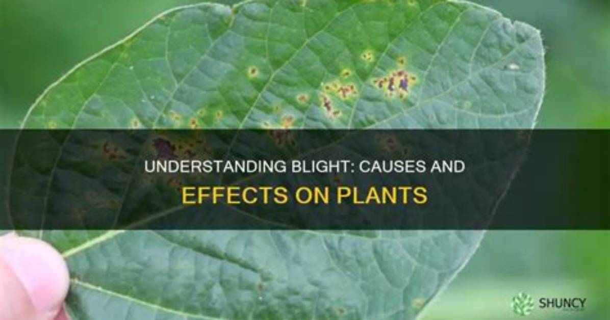 What Causes Blight in Plants