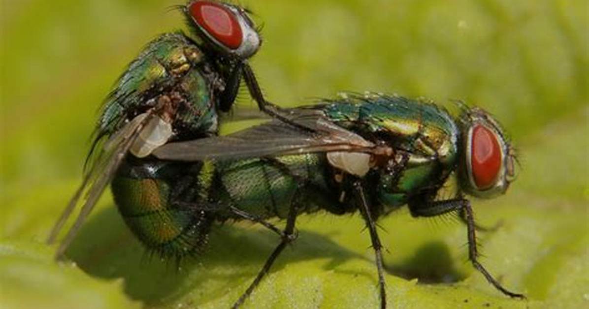 What Causes Bottle Flies