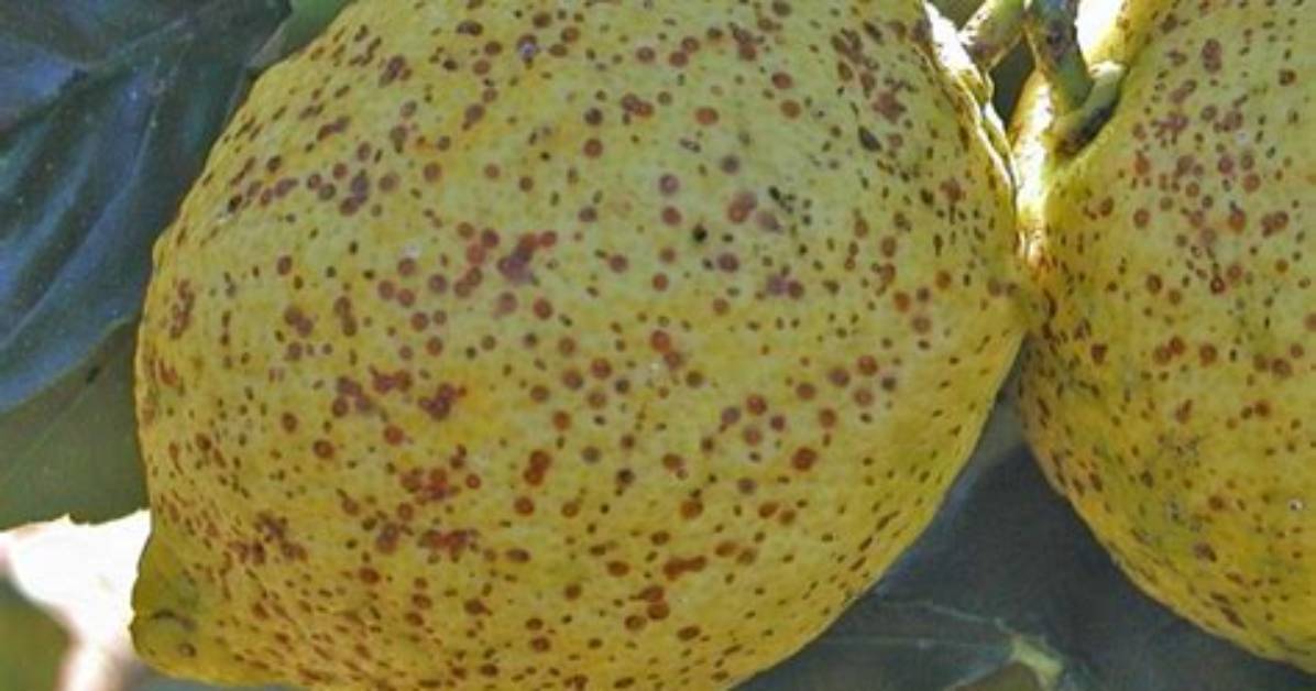 What Causes Brown Spots on Lemons