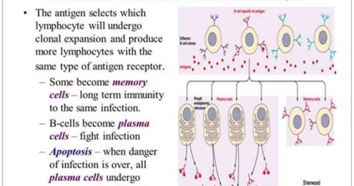 What Causes Clonal Selection
