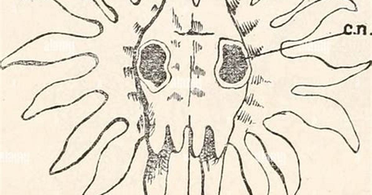 What Causes Cristata