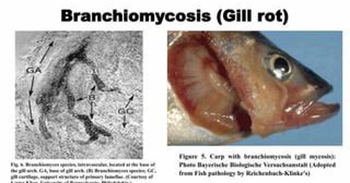 What Causes Gill Rot