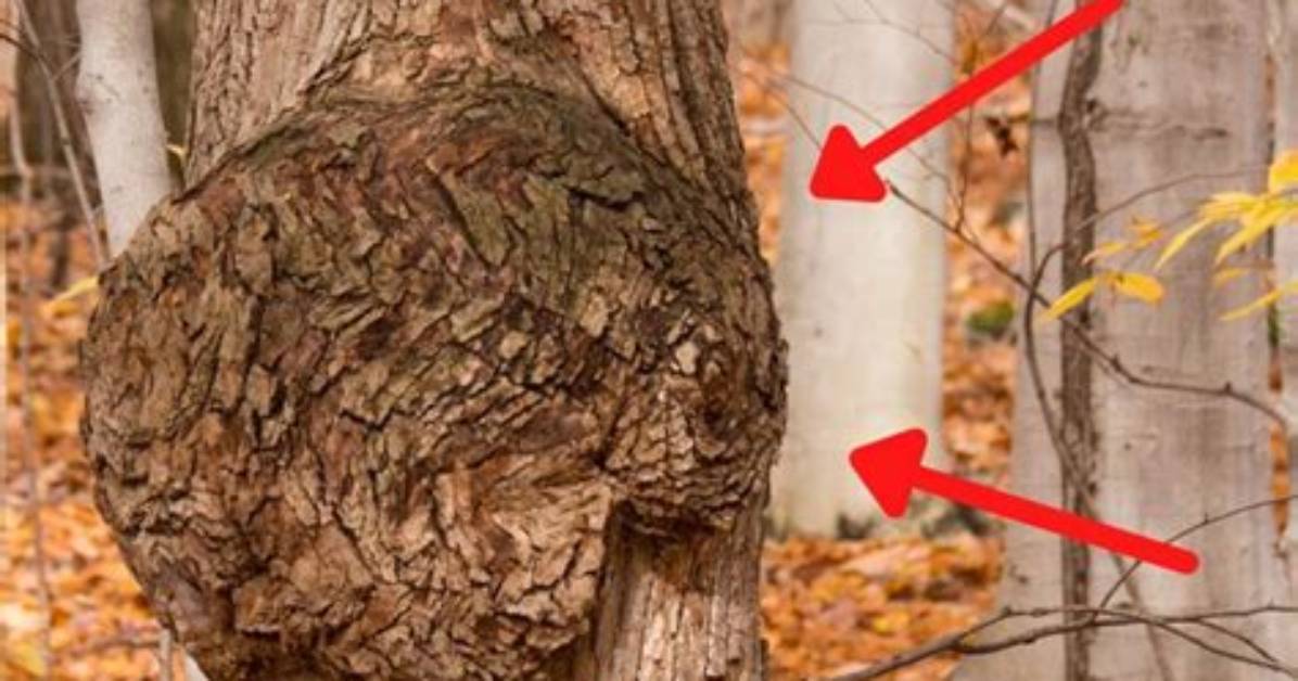 What Causes Knots in Trees