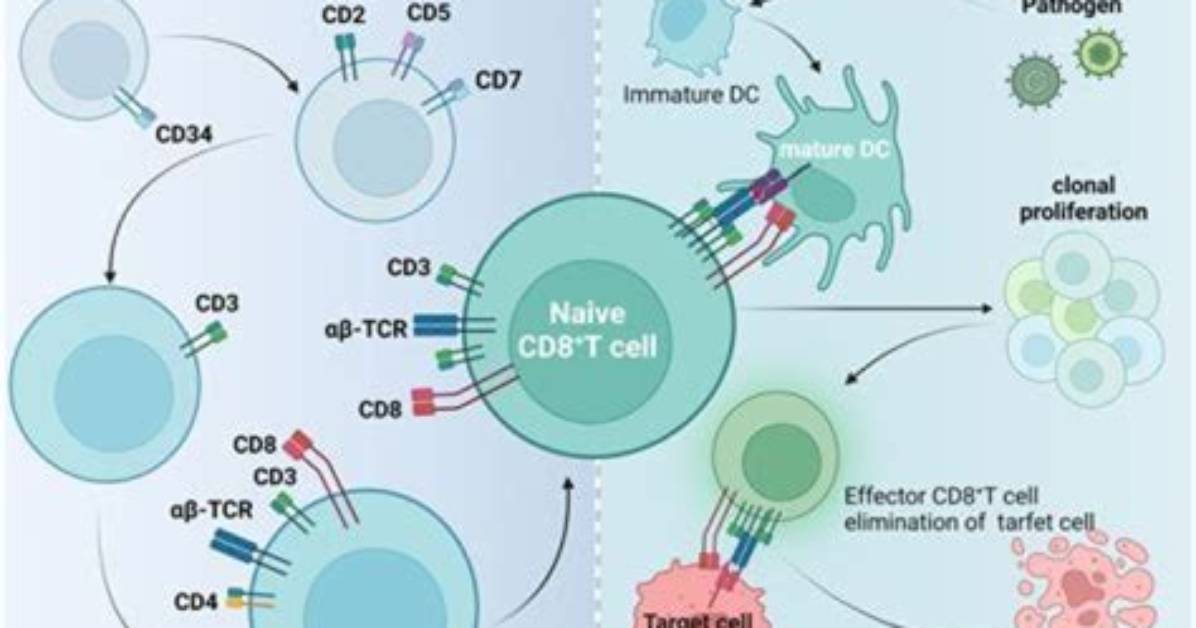 What Causes Low Cd8 Count