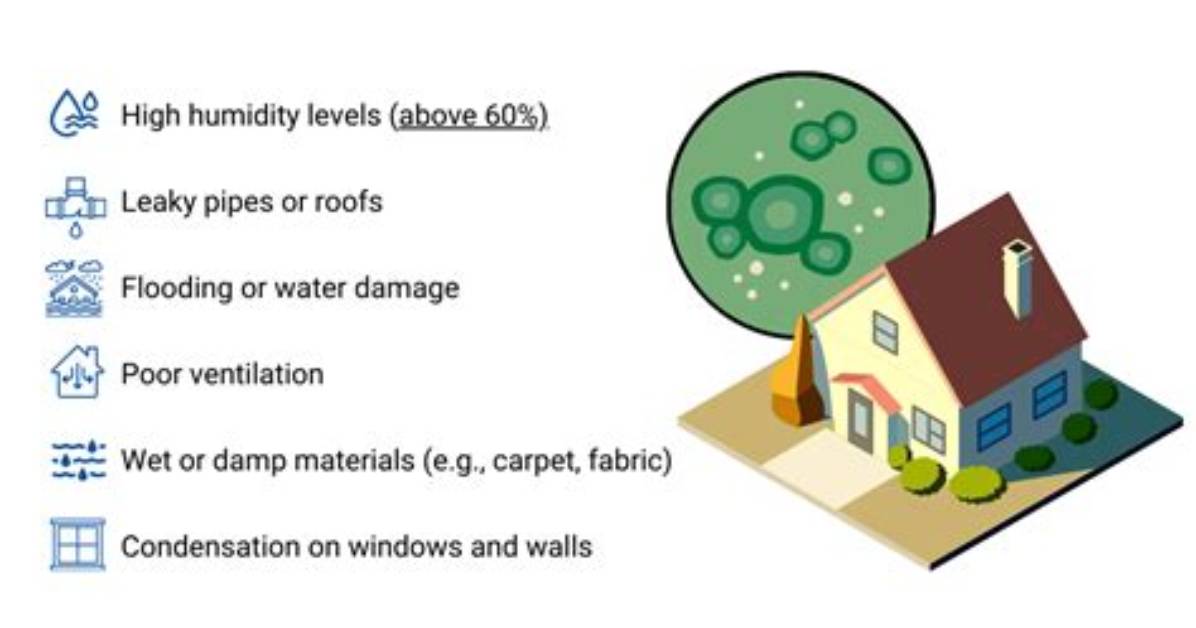 What Causes Mold and Mildew